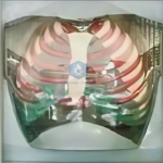 Functional Human Respiratory System